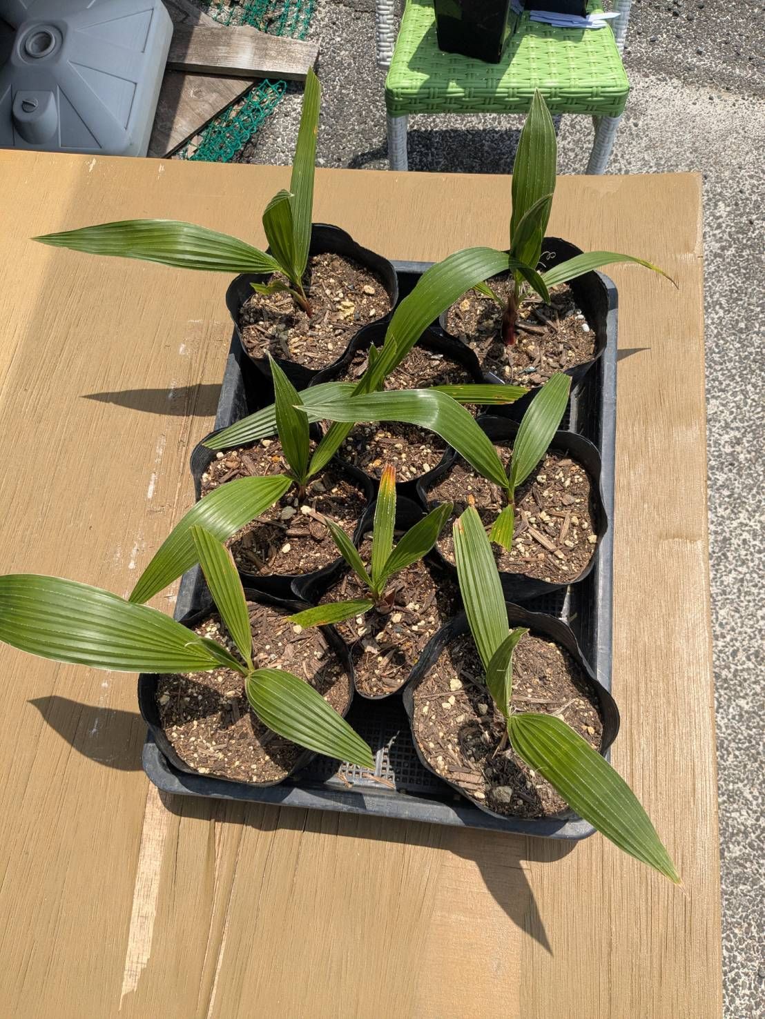 ロブスタ