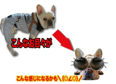 穫れたてピカピカ ミルキークイーン