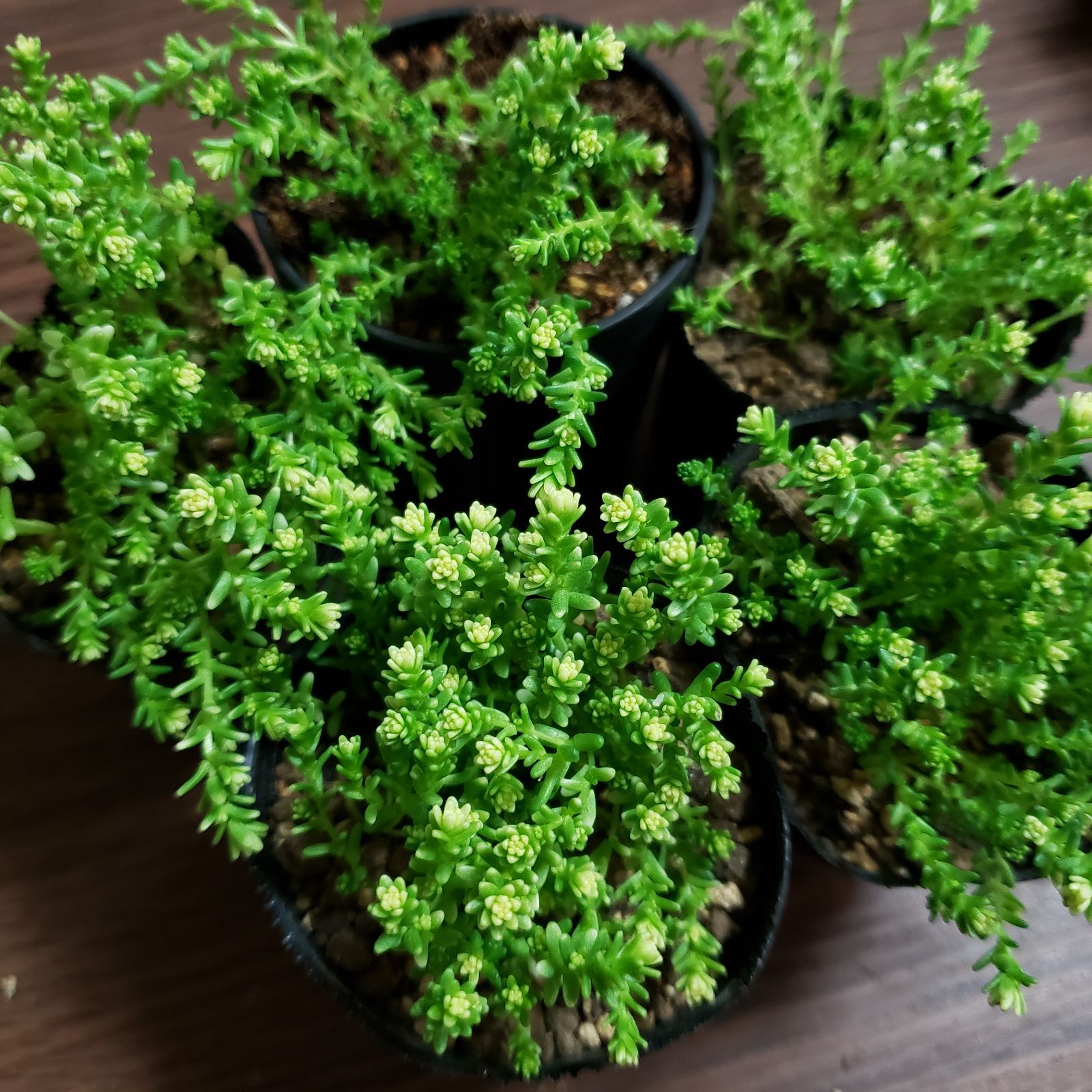 多肉植物 アクレアウレウム カット苗 40カット