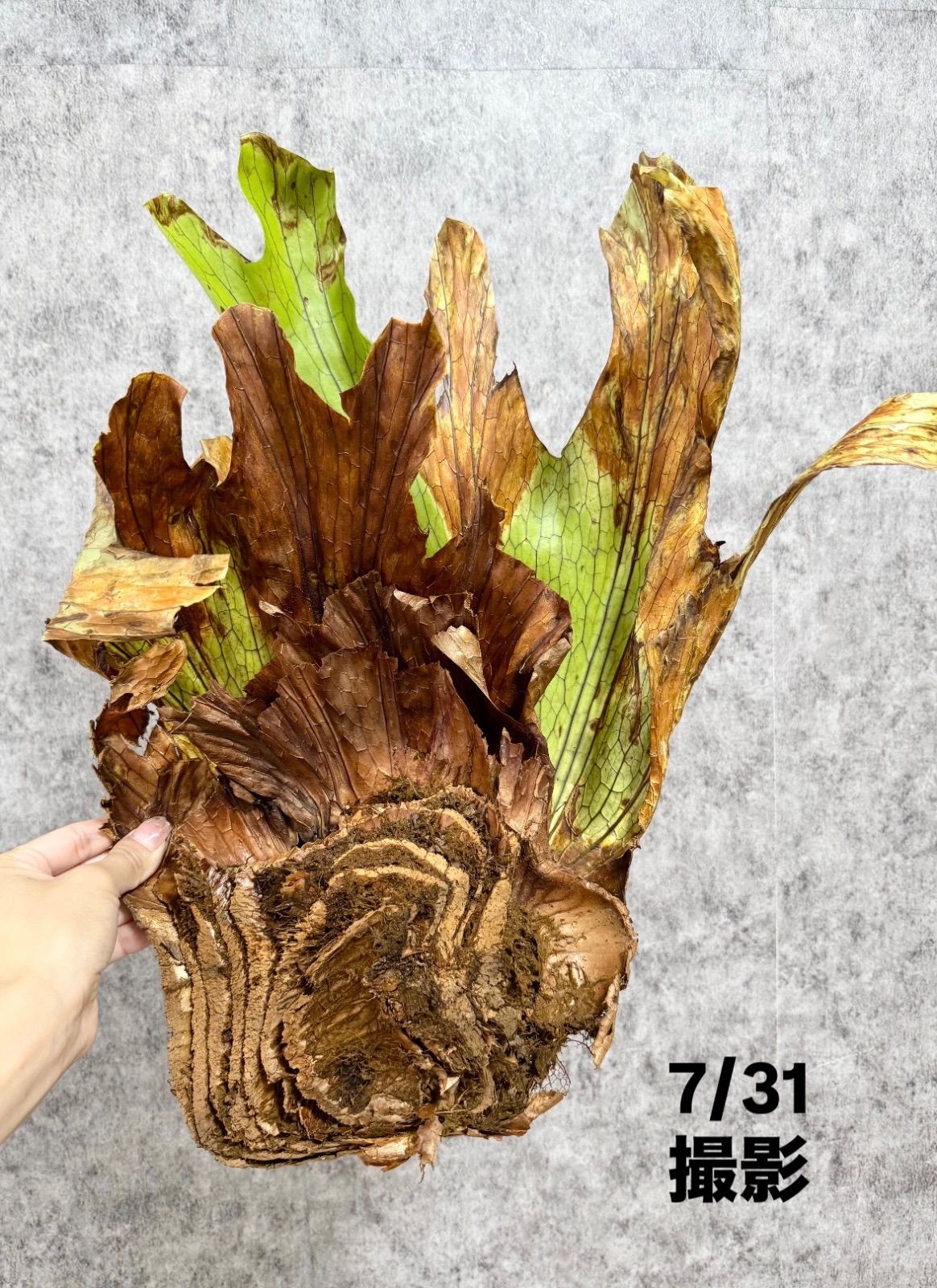 福縁様専用 ＊新芽展開中＊ バケモノ級 ▽P.coronarium Wild