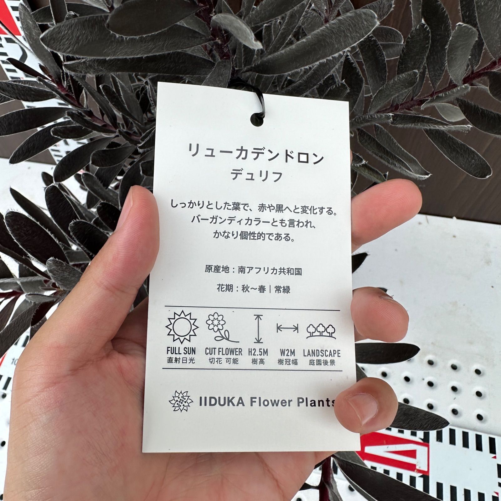 ④ リューカデンドロン