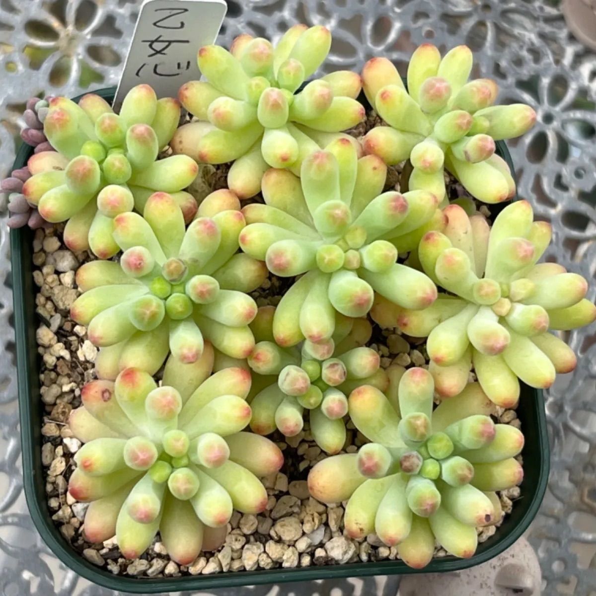 多肉植物 ☘️ 乙女心 いっぱい 抜き苗 - メルカリ