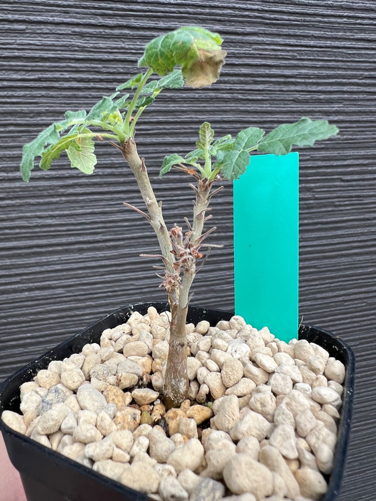 ① Boswellia sacra 【ボスウェリア サクラ】実生