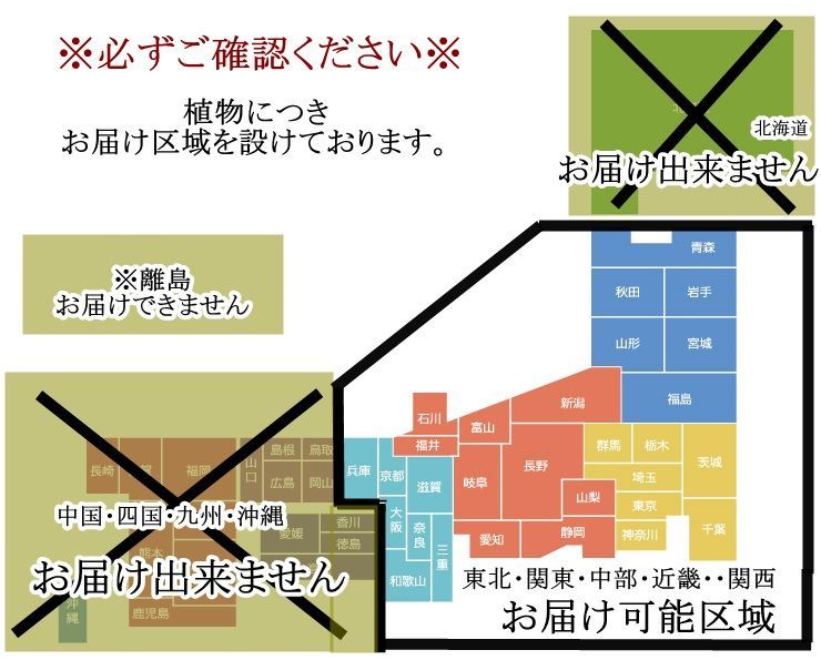 八重咲きアデニュウム天空の薔薇　塊根植物　多肉植物5号鉢鉢付き⑤