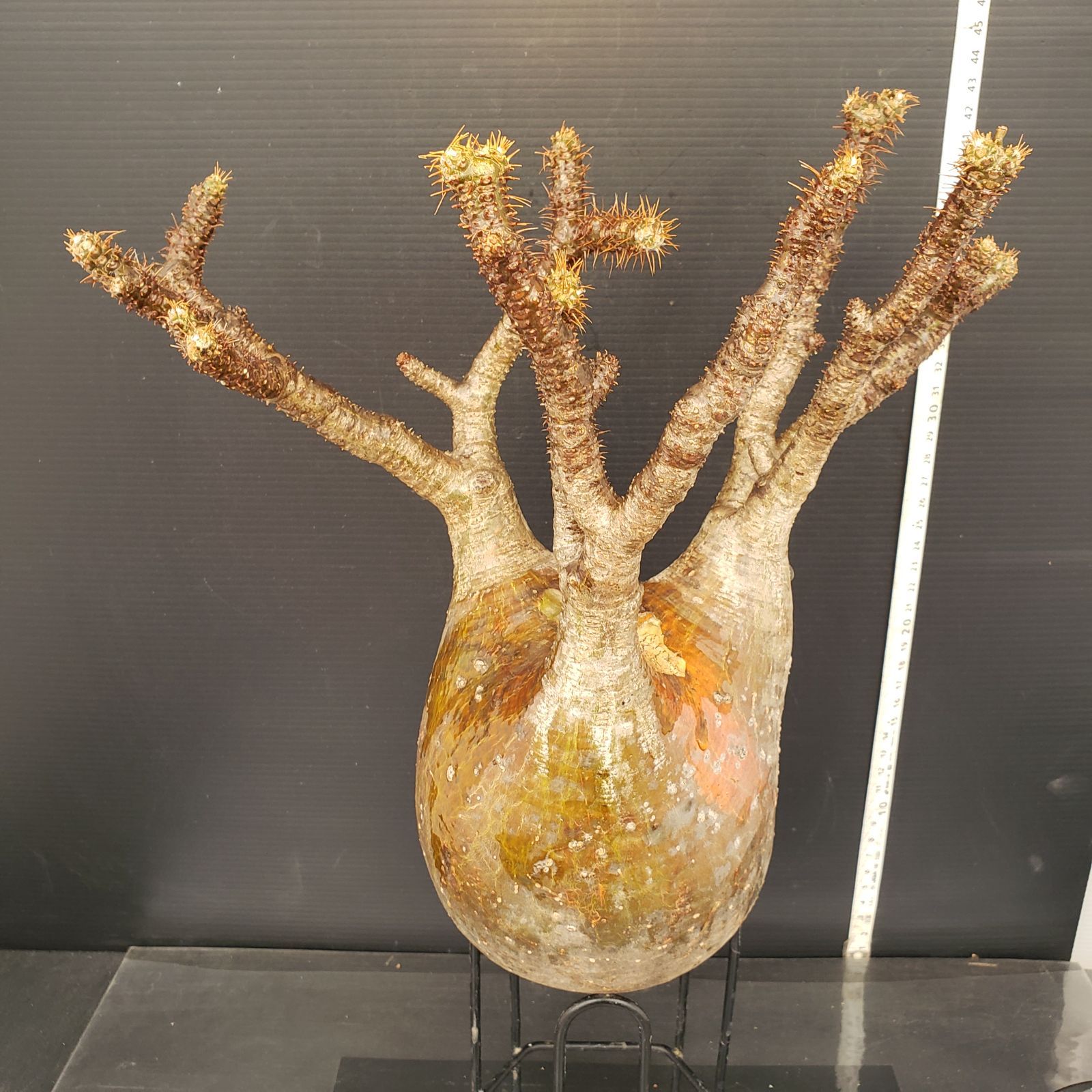 M594【最新到着】Pachypodium グラキリス（ML）（現地球・抜き苗