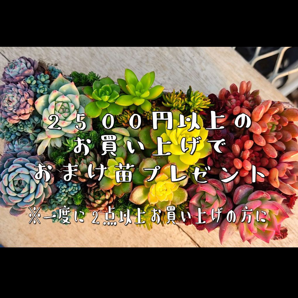 アエオニウム抜き苗　ハロウィンレッドレース　カット苗 楽天市場】農園直売 多肉植物 寄せ植え アエオニウム ハロウィン法師