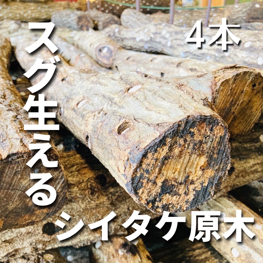 植菌-熟成済み シイタケ原木 ホダ木 4本 長さ約100cm 太さ 8 10cm