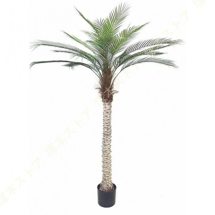 ヤシの木