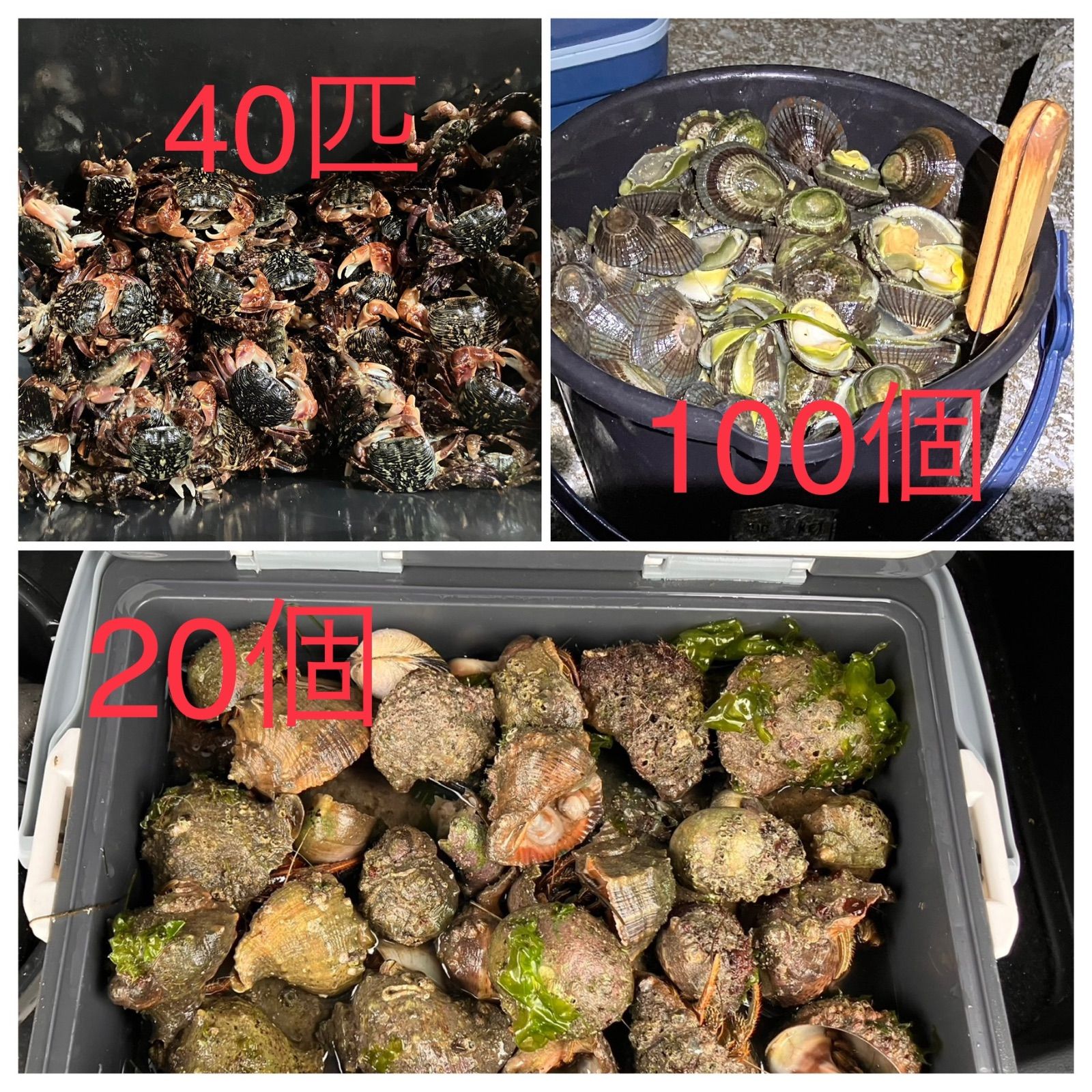 冷凍ヤドカリ20個冷凍マツバ貝100個冷凍イソガニ40匹石鯛黒鯛釣り餌