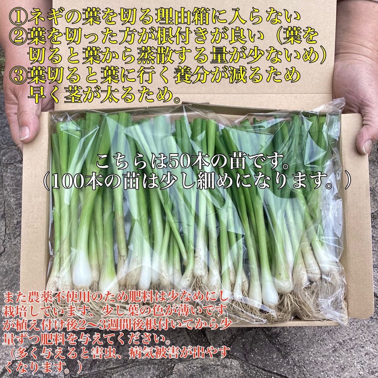 野蒜苗100本 - 野菜