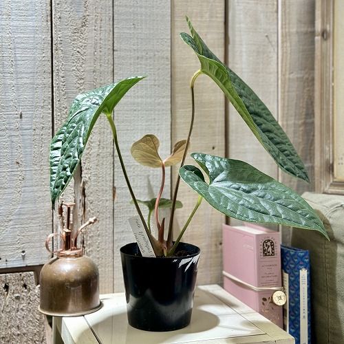 Anthurium gymnopus fantasy luxurians 3.5()      (506218) -