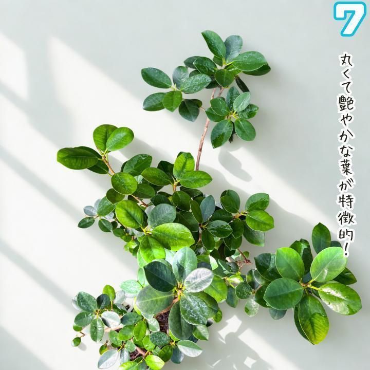 ✨パンダガジュマル No.7【盆栽仕立て】✨ - メルカリ