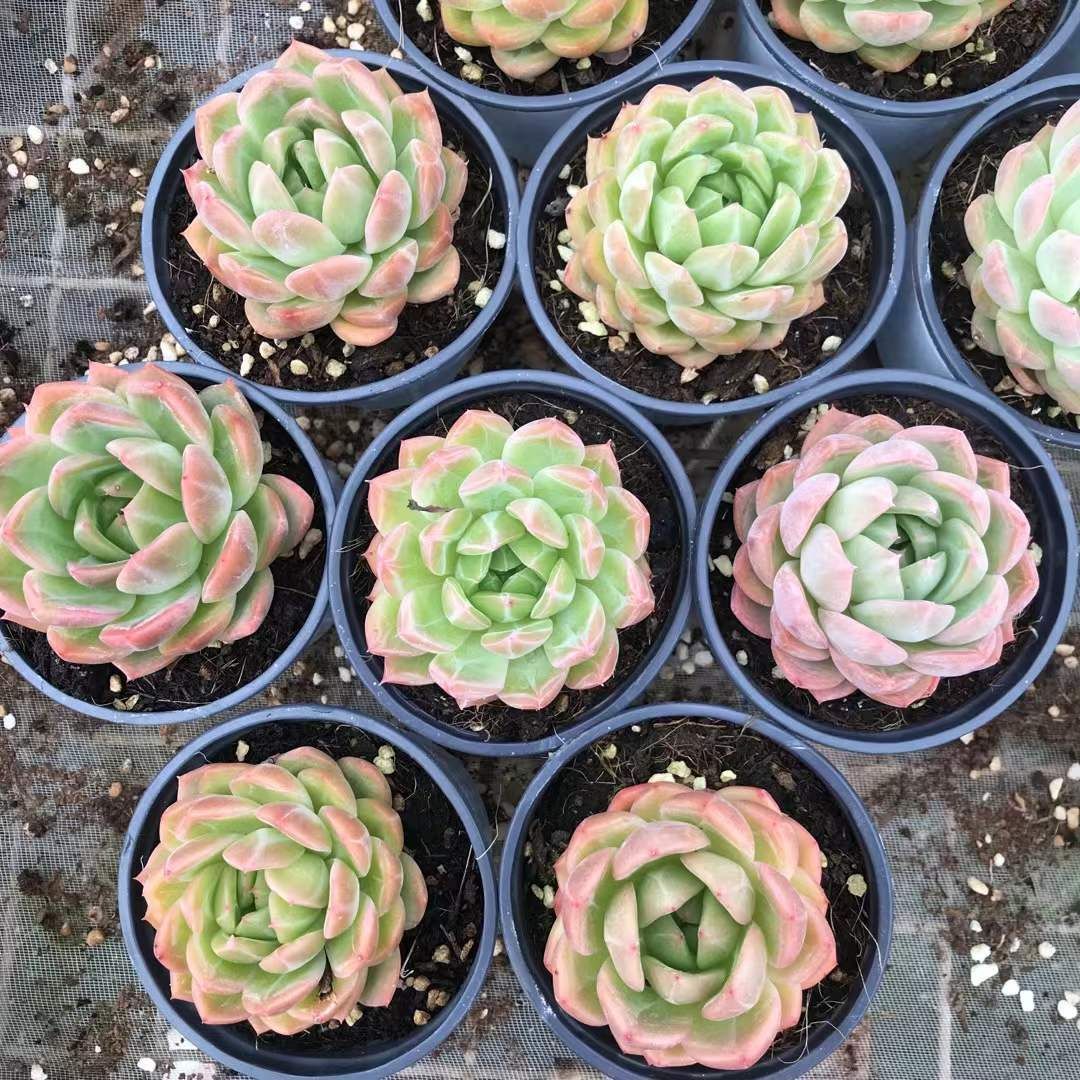 抜き苗 多肉植物