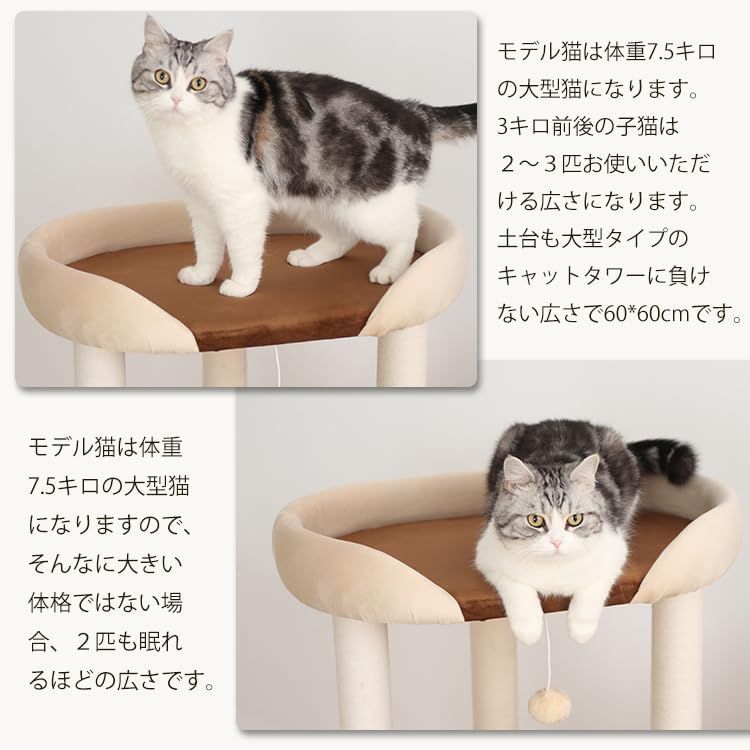 大型猫 安定感