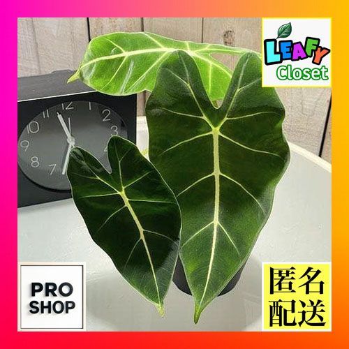 中型 塊根植物 緑色の葉（植物,多肉植物・塊根植物植木鉢と植物の 