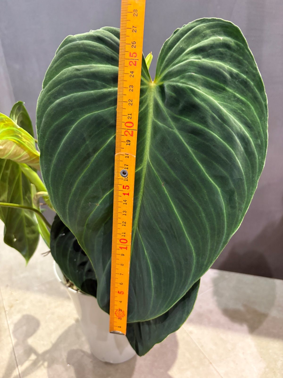 フィロデンドロン ベルコーサム6号鉢 - メルカリ