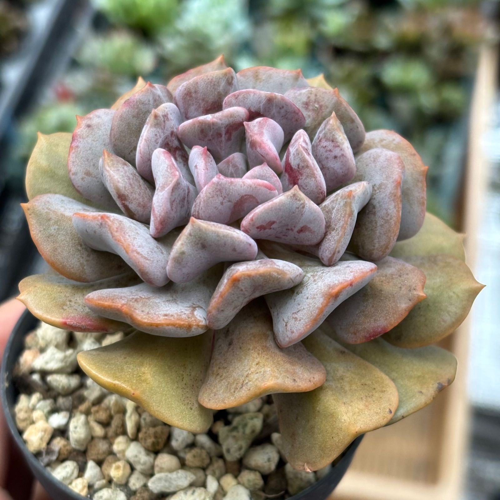 多肉植物　キュービックフロスト錦　抜き苗 多肉植物 キュービックフロスト錦 群生 抜き苗