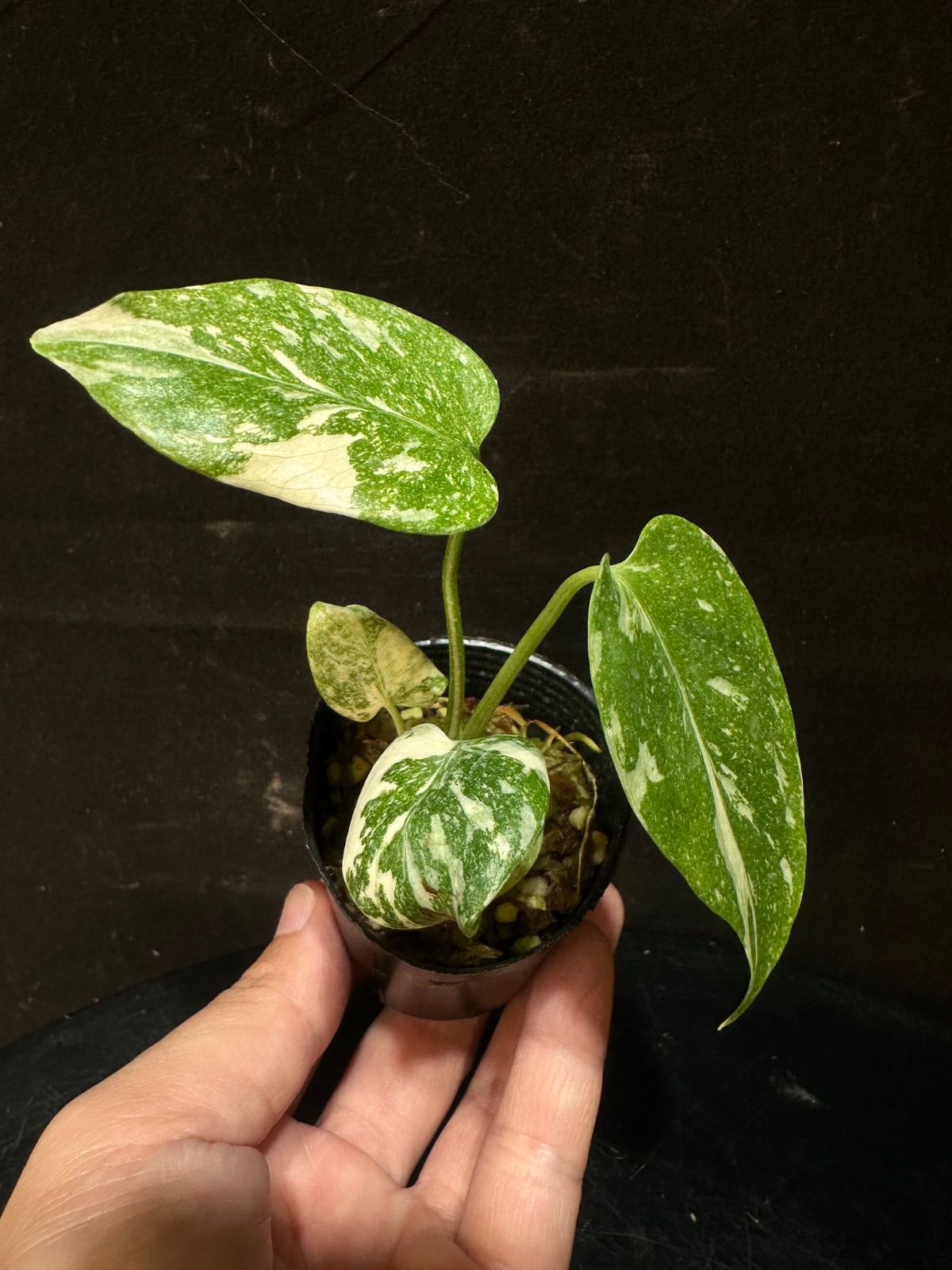 モンステラ プラチナム Monstera platinum 斑入り