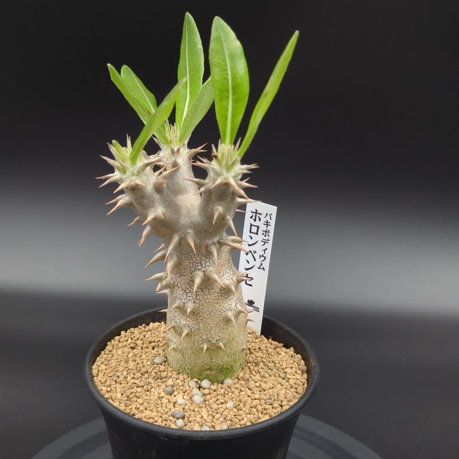 パキポディウム・ホロンベンセ【カクタス長田 特選品】 - メルカリ