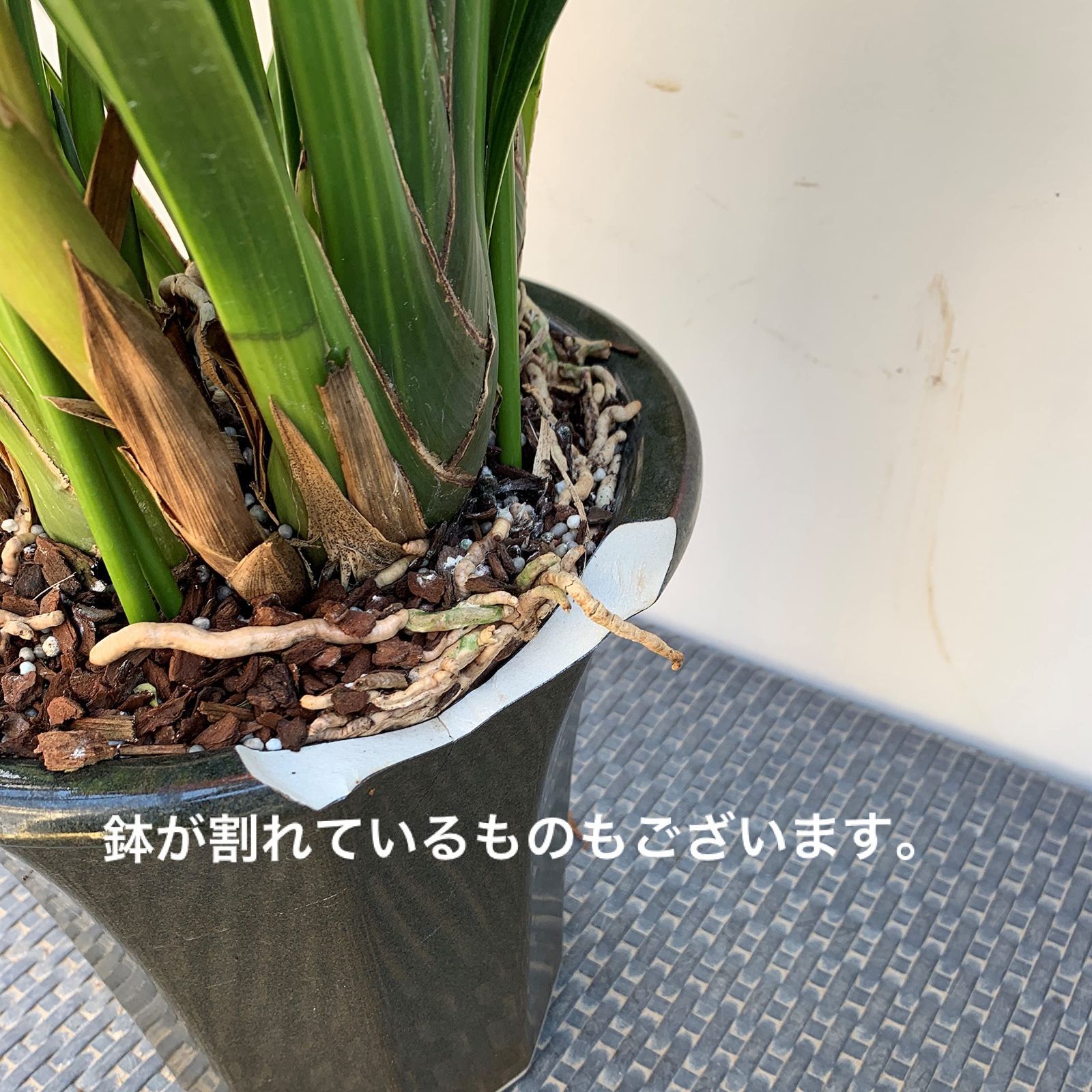 ●観葉植物の 株です