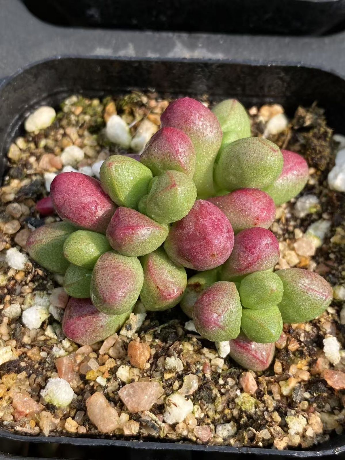抜き苗 パープルライト DP556×63鉢 多肉植物 エケベリア サボテン 韓国苗 新入荷