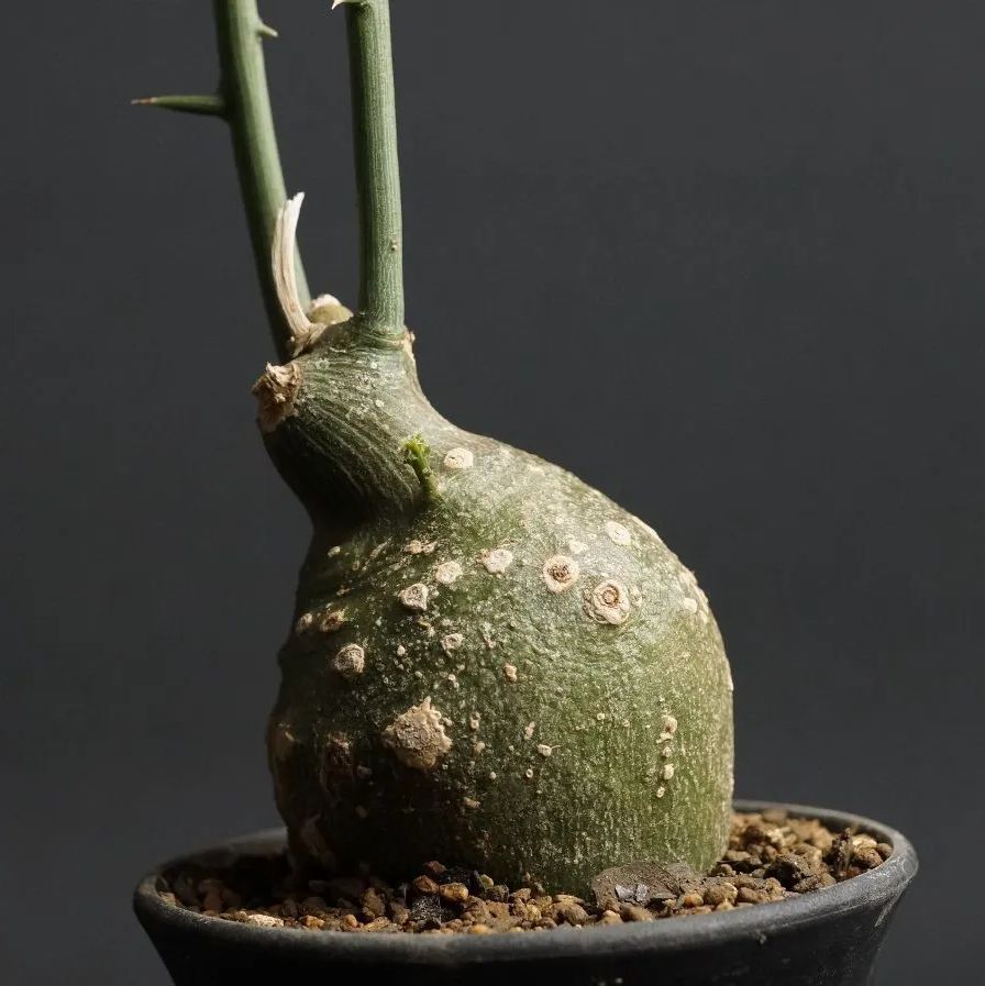 アデニアグロボーサベアルート