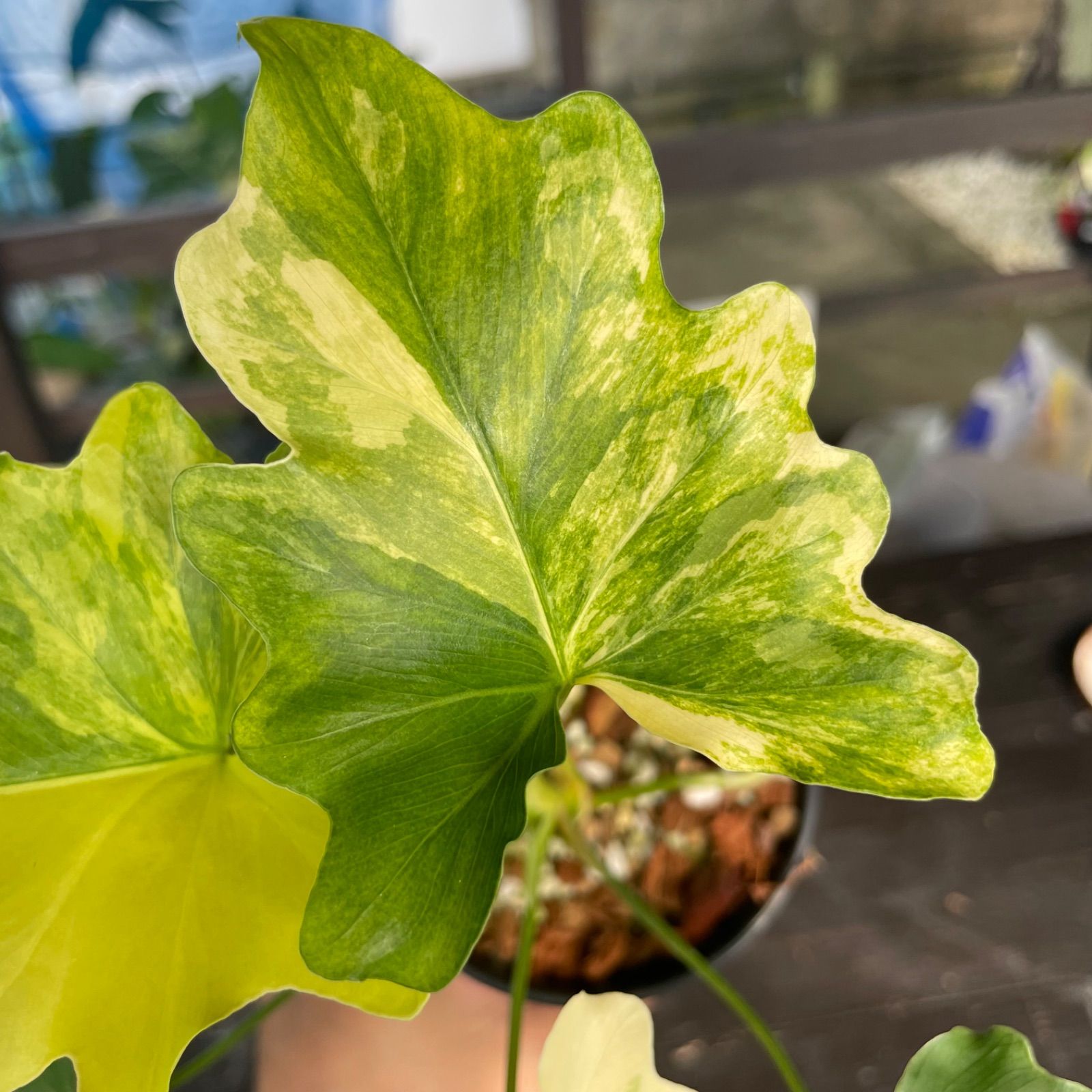 極斑】フィロデンドロン セローム 斑入り Philodendron Selloum