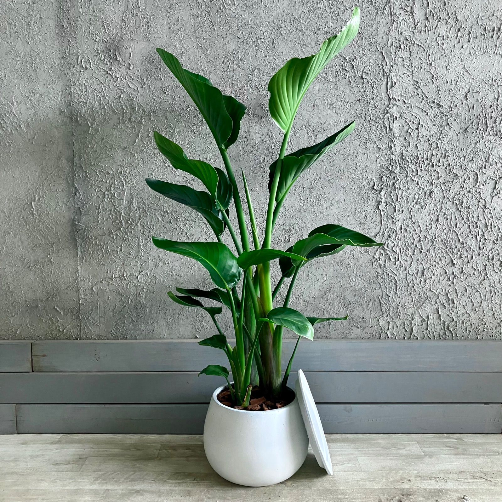 厳選された植物と鉢 美形 ストレリチア オーガスタ 8号 テラコッタ性鉢植え 受け皿付き