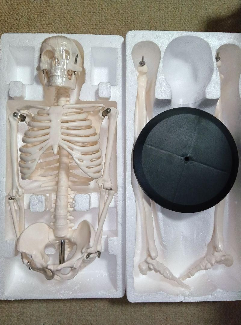 人体骨格模型 骨格標本 稼動 直立 スタンド 教材 85cm 1/2 モデル