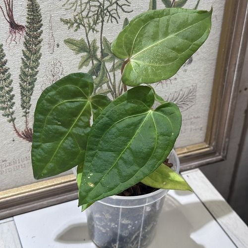 希少！ 観葉植物 アンスリウム Anthurium Magnificum×Red dark phoenix 3.5号(個体おまかせ1鉢) インテリア  室内 オシャレ カワイイ 可愛い 室内 - メルカリ