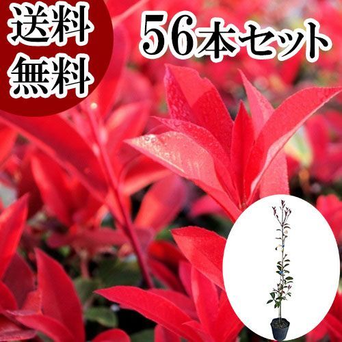 56本セット レッドロビン樹高1.0m前後15cmポット