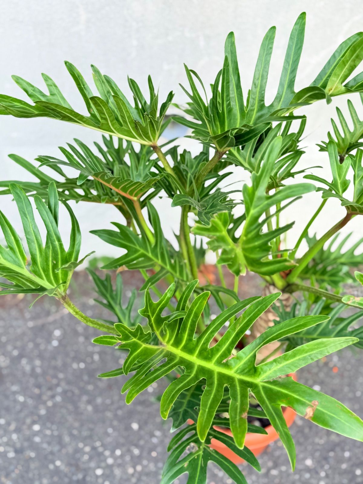 フィロデンドロン ジャイアントザナドゥ YUZUMIYA_COM