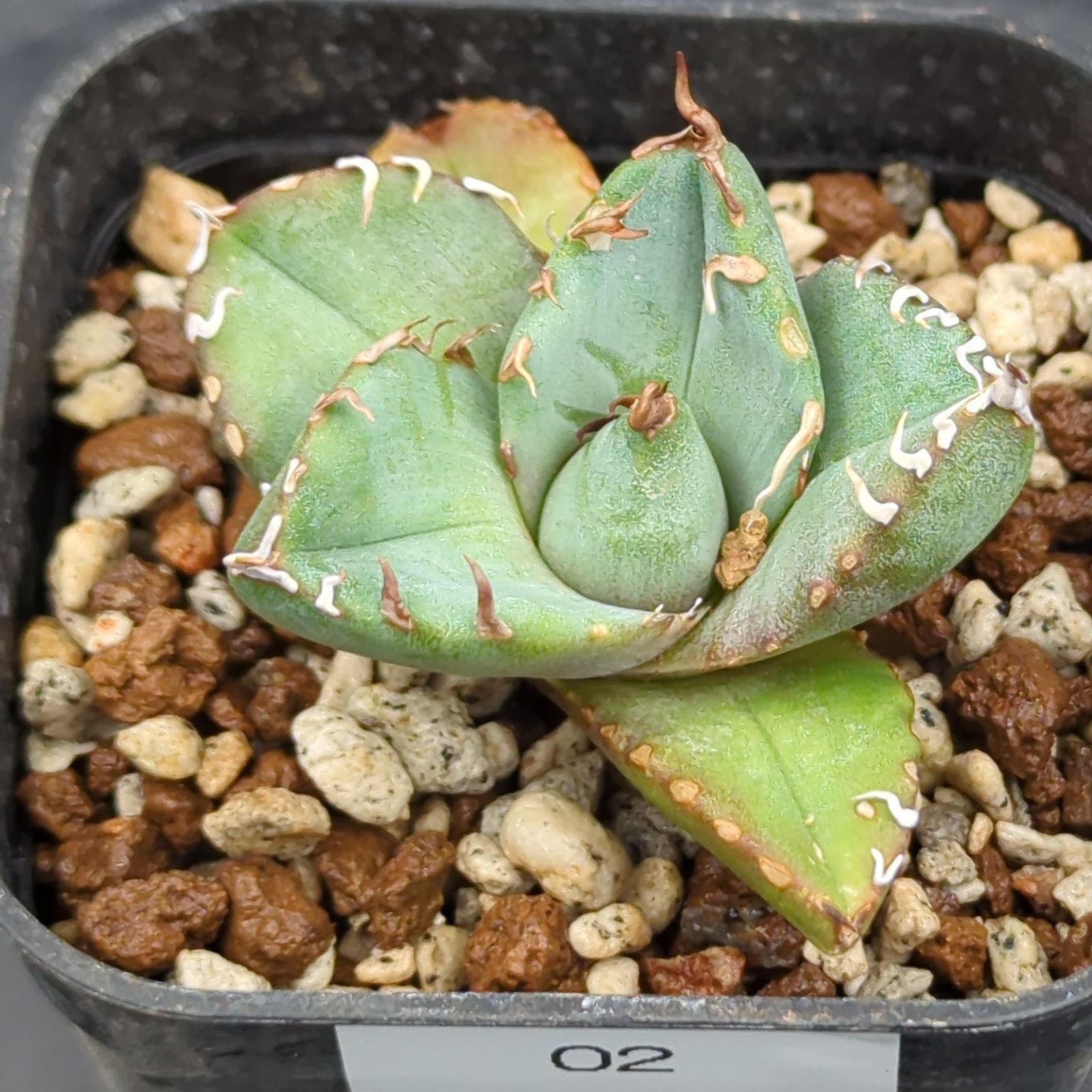 アガベ チタノタ 魔丸陽炎 子株（Agave titanota 