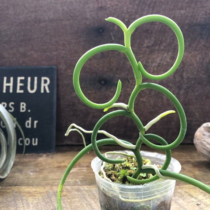 ポットごと パピリオナンセ オリンピックリングス Papilionanthe Olympic Rings