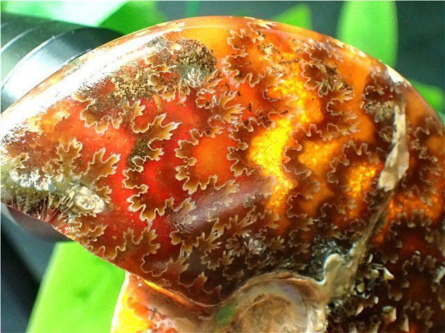 貴重－アンモナイト縫合線オパール化石標本143U3-187U182 アンモナイト縫合線オパール化石標本