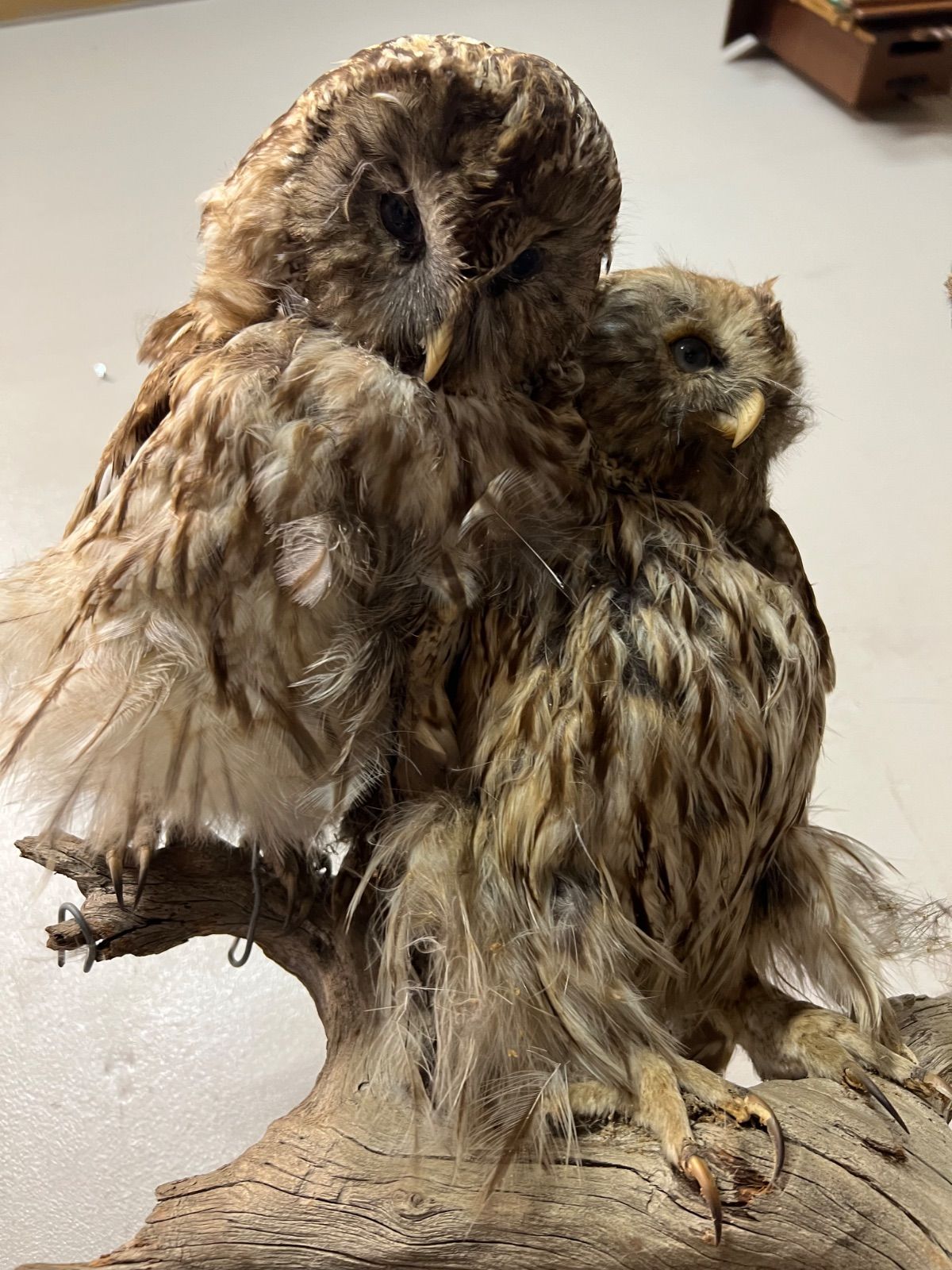 ⭐︎ フクロウ 剥製 3羽 縁起物 ふくろう 立木 オブジェ - メルカリ