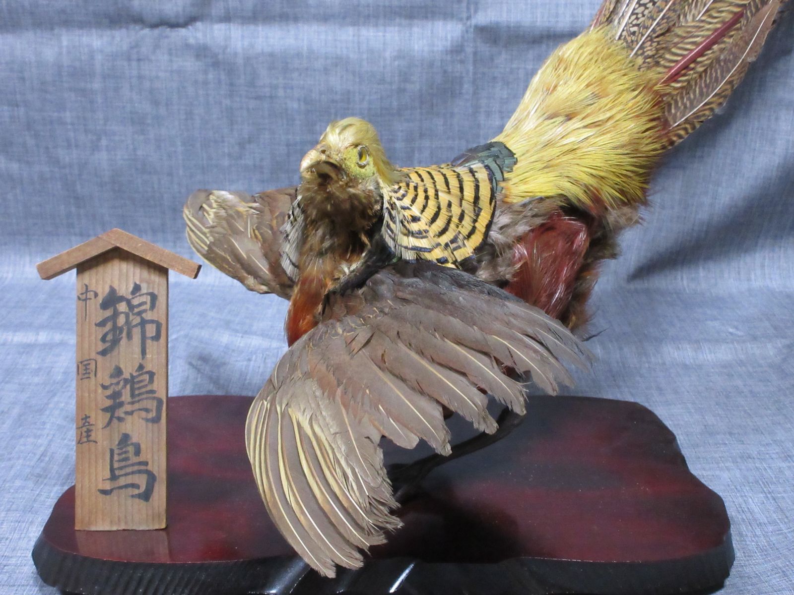 正規品販売！ - 錦鶏鳥 剥製 金鶏鳥 珍鳥 ガラスケース付き 彫刻・オブジェ