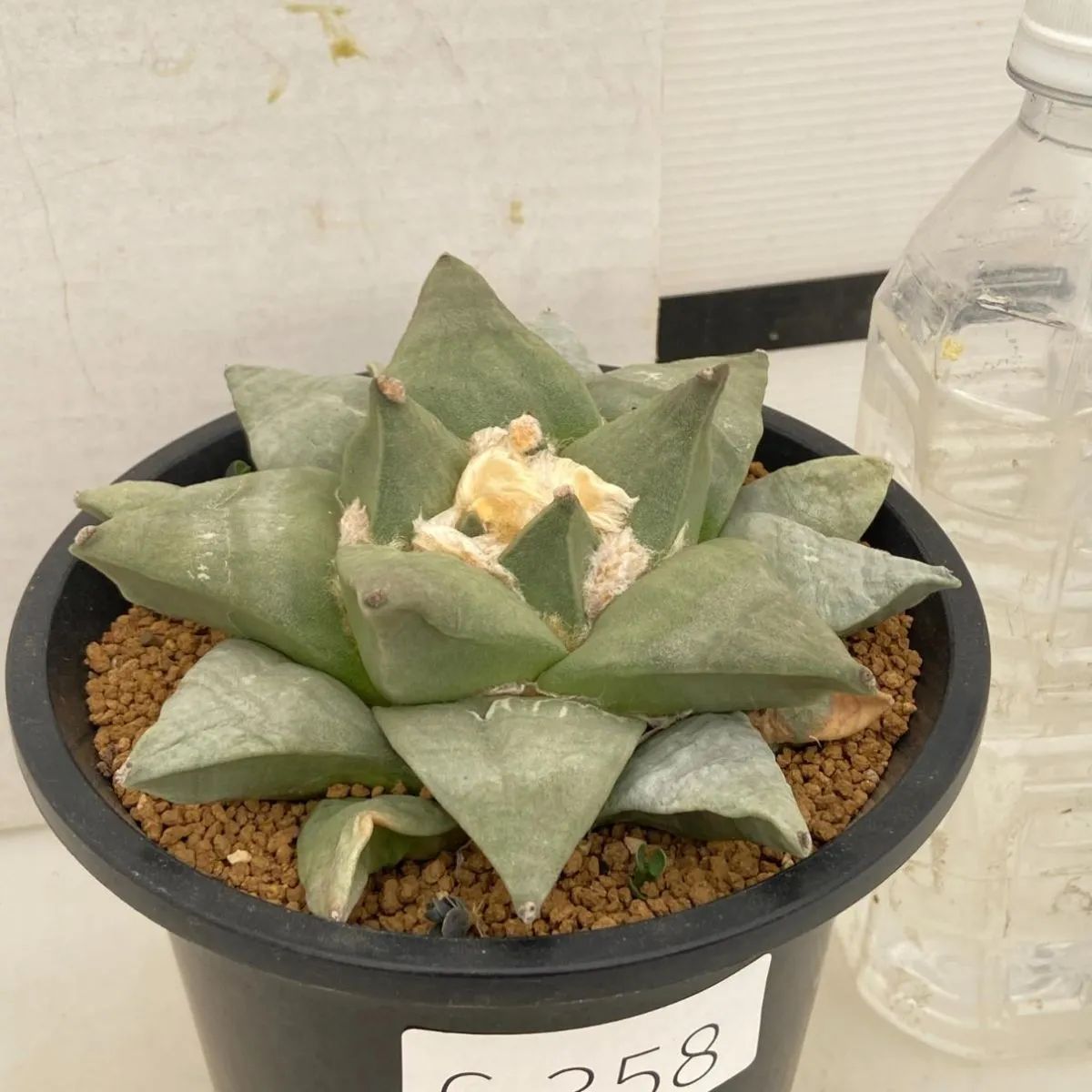 6358 「サボテン」アリオカルプス 花牡丹 実生 植え【発根・美株・Ariocarpus furfuraceus】 - メルカリ