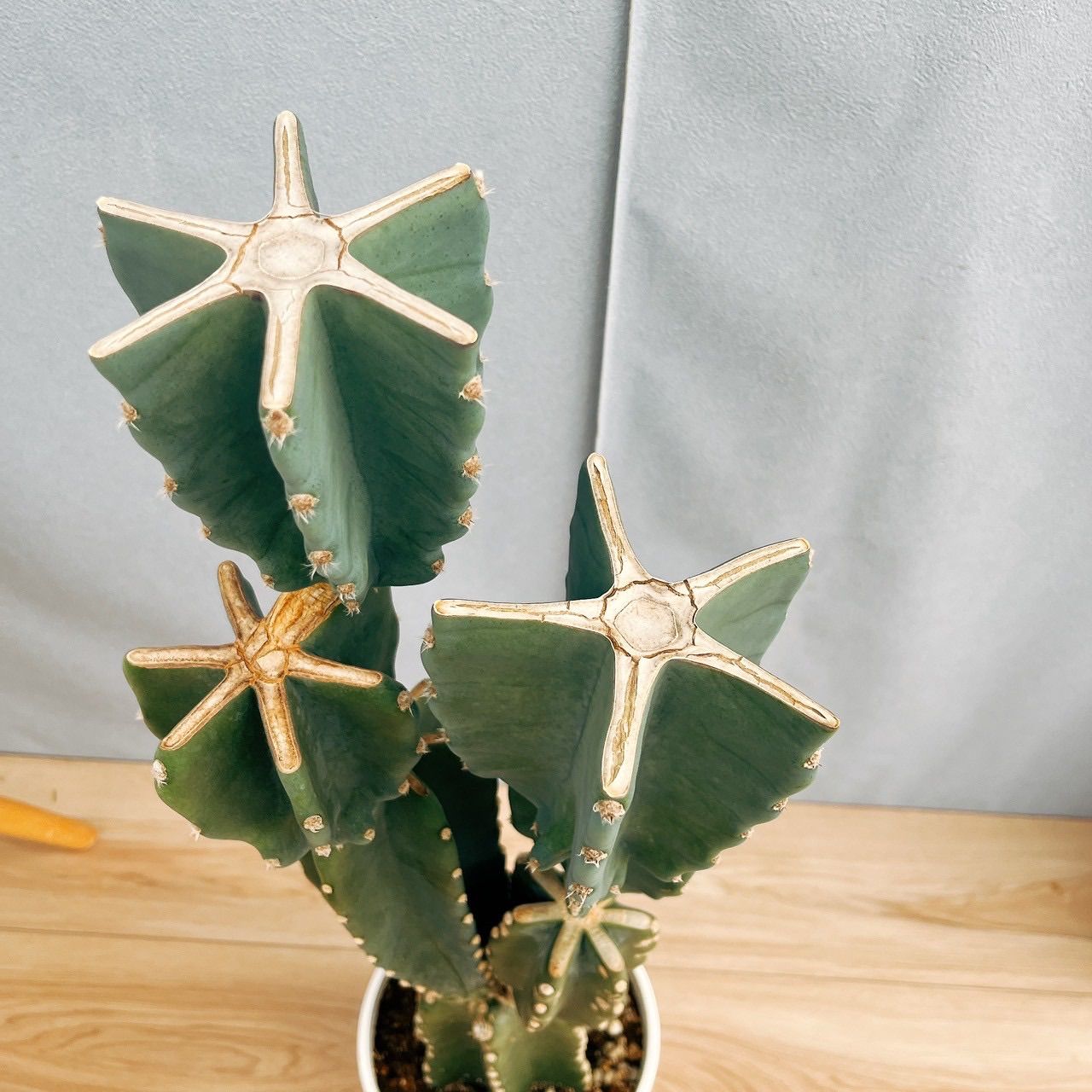 まとめ買いok 柱サボテン 鬼面角　8頭発根　サボテンブランチ　アメリカンハウス 現品］H 柱サボテン 鬼面角 ブランチ 8号 観葉植物 大型 多肉