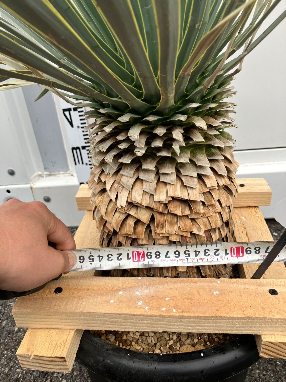 マルデヌベスver.リギダ ア*キ様 マルデヌベスver.リギダ