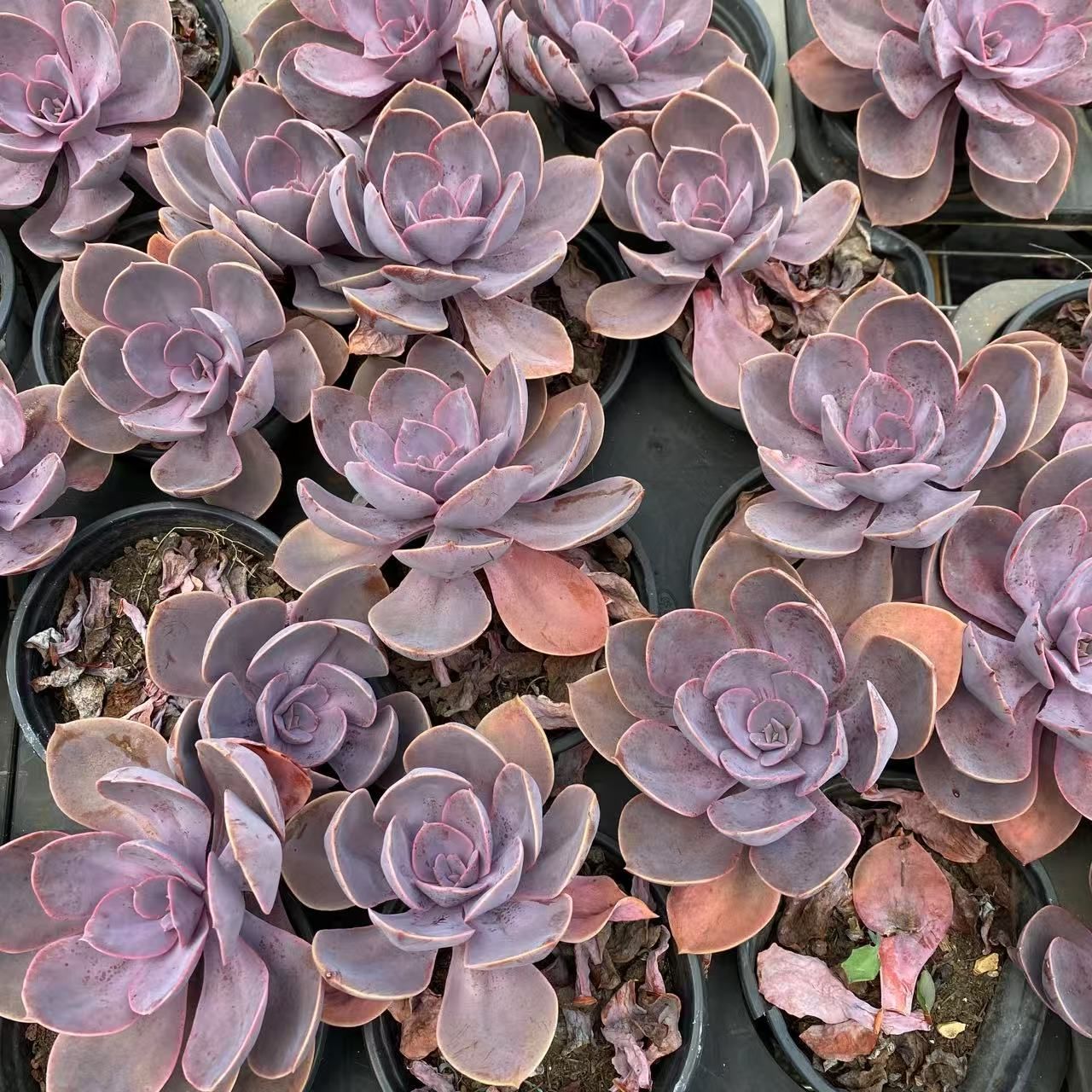 パープルクリスタル 紫水晶 エケベリア 多肉植物 抜き苗 パープルクリスタル (抜き苗)【エケベリア】多肉植物 多肉植物