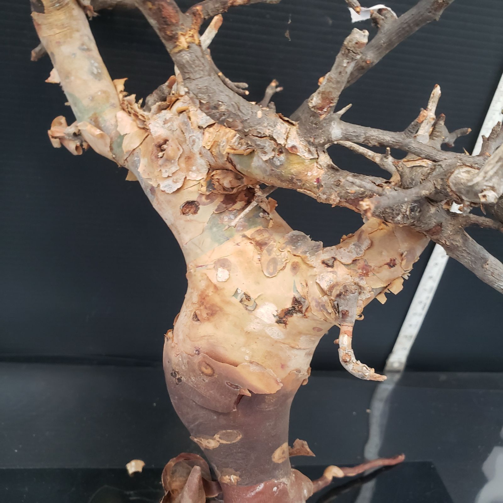 コミュフォラ カタフピュア