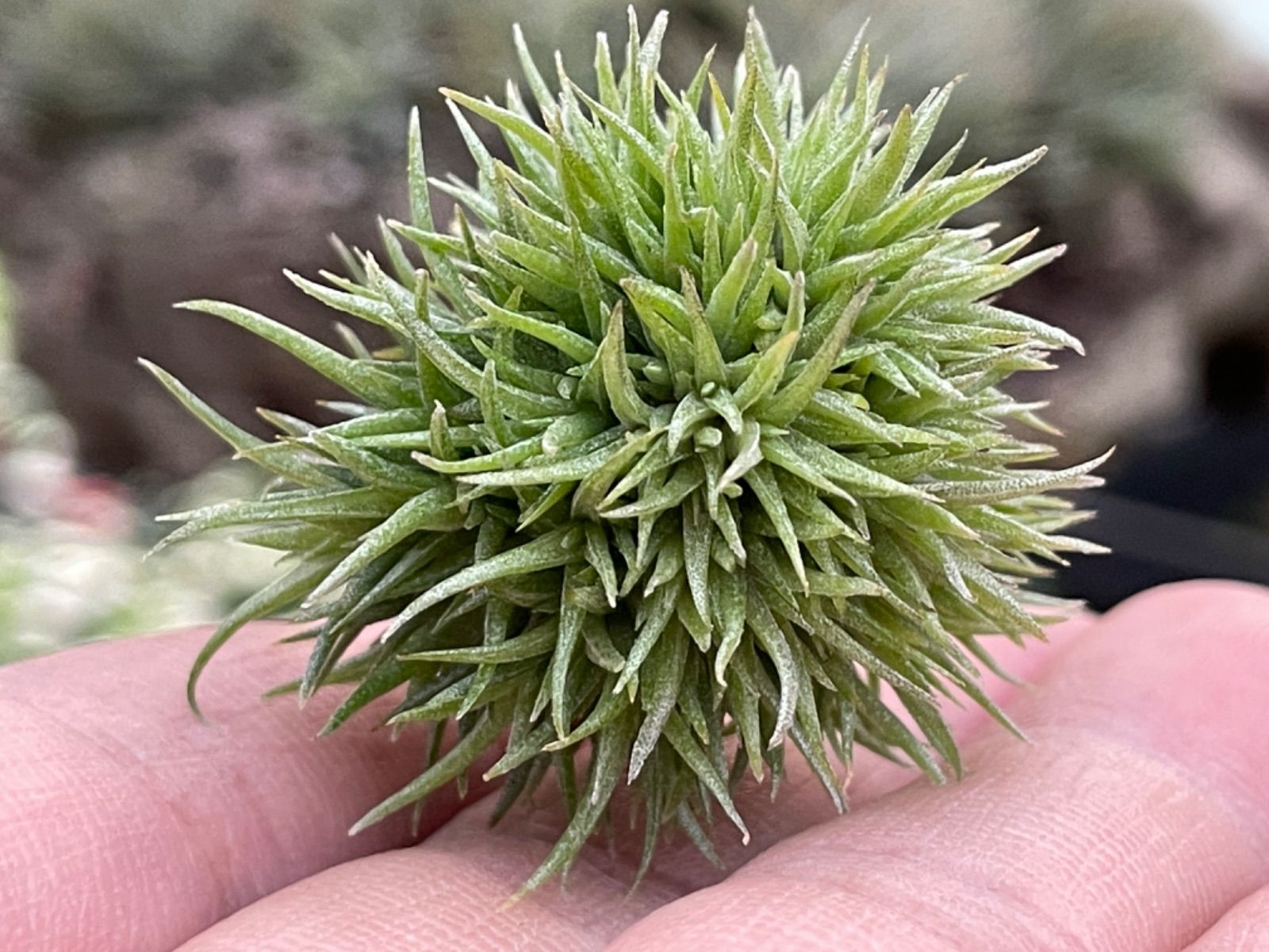 メルカリshops 大 ティランジア アエラントス テディベアaeranthosteddybear