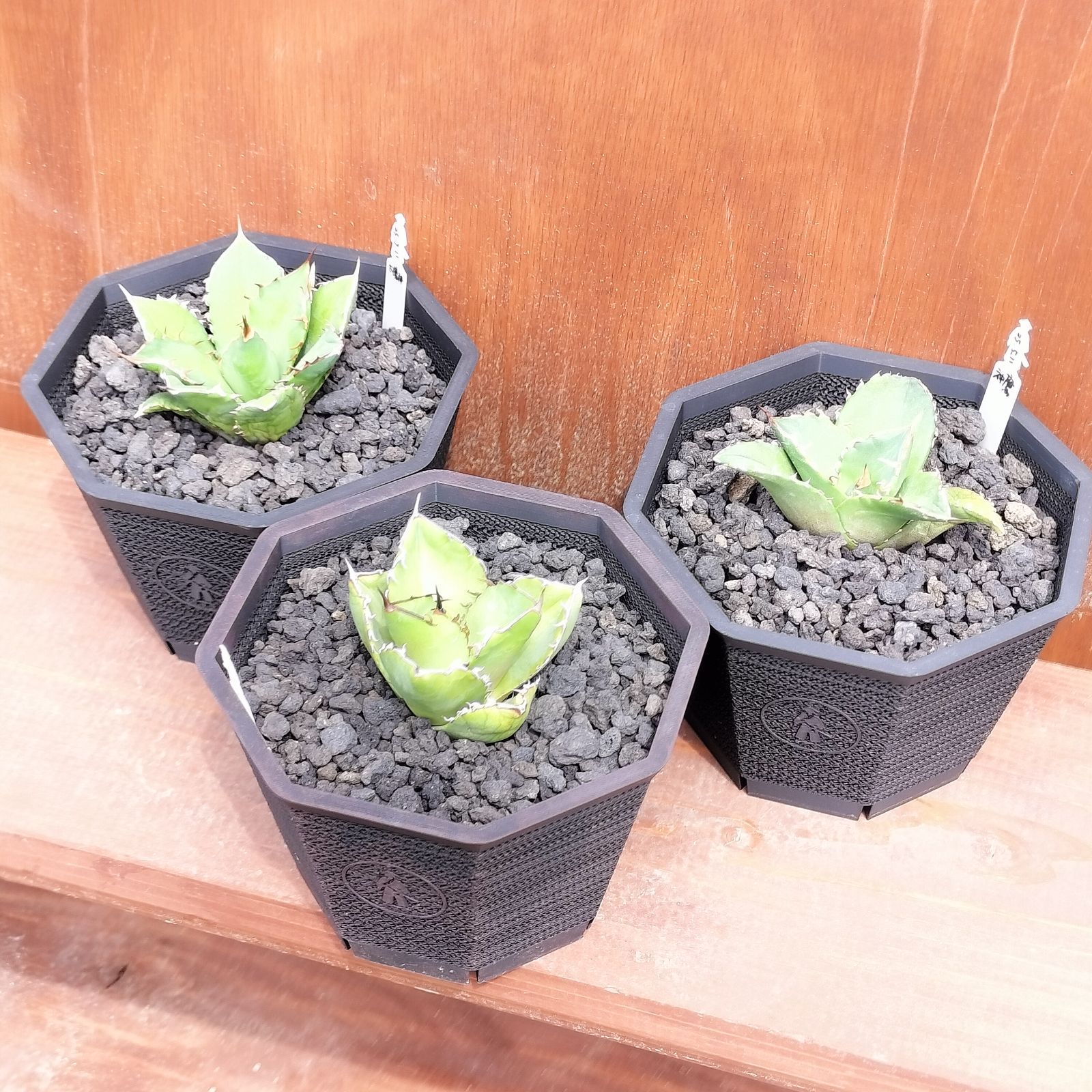 本家直売 八角メッシュ160 】2個セット 植木鉢 台湾 プランター