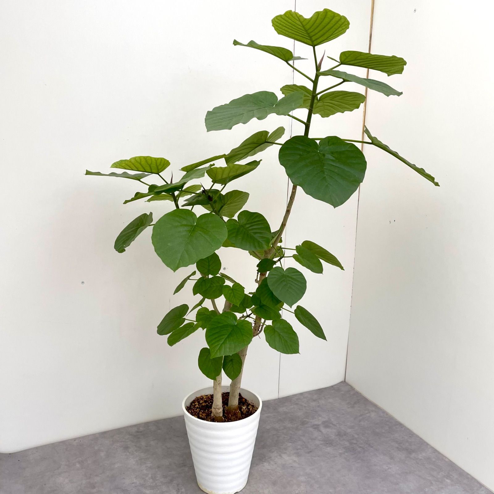 フィカス　ウンベラータ　1【現品】観葉植物　室内