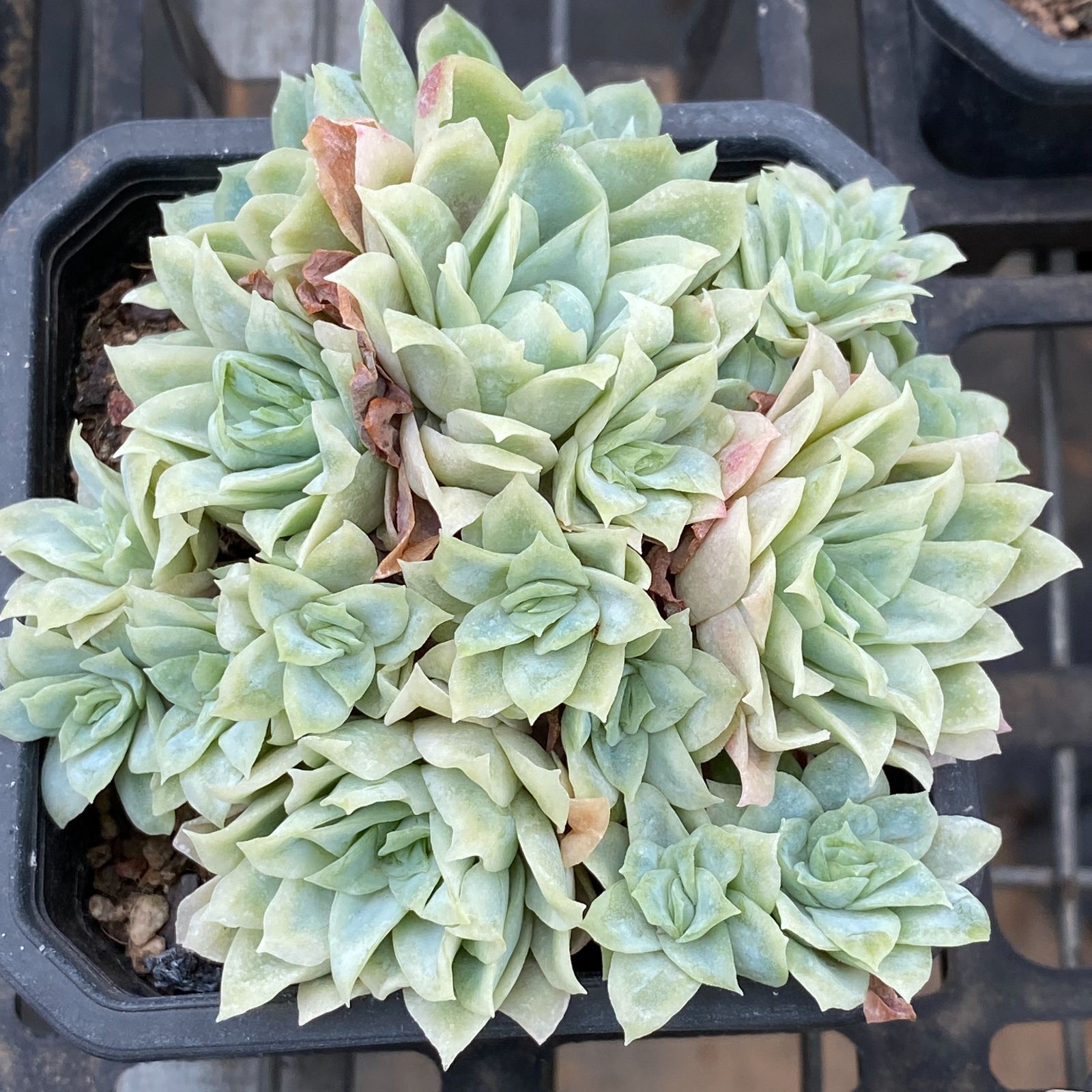 30株の抜き苗セット アイスローズ錦 多肉植物 佐川急便発送 エケベリア 韓国苗 NGN1420