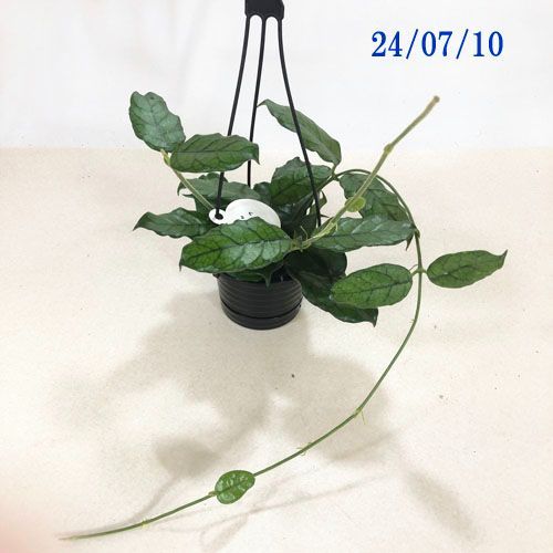 観葉植物 ホヤ ビローサ 4号 吊り(現品) インテリア カワイイ 可愛い