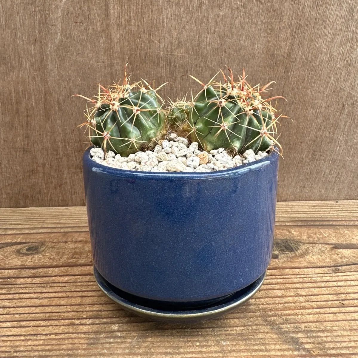 サボテン　種類不明 サボテン 不明種 青陶器鉢 現品 観葉植物 観葉 植物 多肉植物 多肉