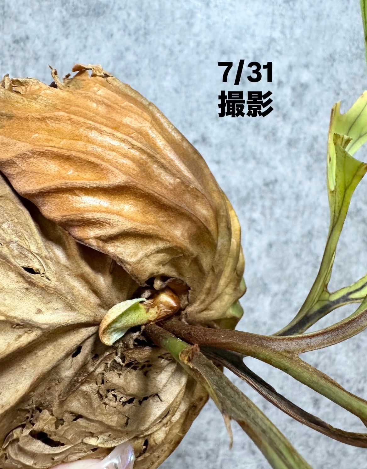 ridleyi NO.308 ビカクシダ 輸入直後!! ＊極細＊【 Mサイズ】87 ▽P.ridleyi Wild from