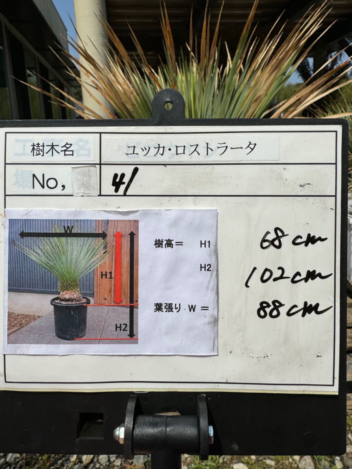 ユッカ ロストラータ No.41 ユッカ ロストラータ No.41